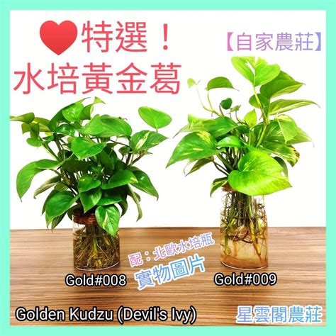 水種黃金葛風水|黃金葛風水：招財、開運的綠色福植 – 植物盆栽綠寶典